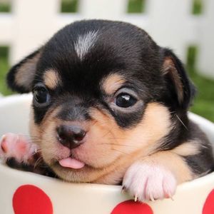 Meet your Posher, Angela